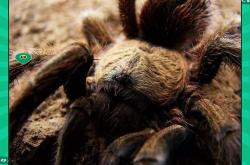 开云- 世界足球莱万多夫斯基 